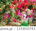 ブーゲンビリアの花　素材　背景 135850743