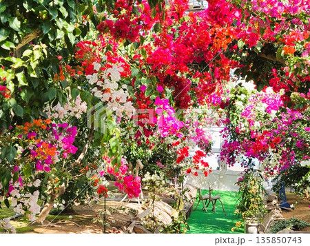 ブーゲンビリアの花　素材　背景 135850743