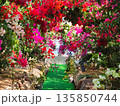 ブーゲンビリアの花　素材　背景 135850744