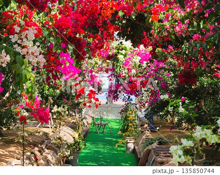 ブーゲンビリアの花 素材 背景 ブーゲンビリアの花 素材 背景 135850744