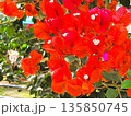 ブーゲンビリアの花　素材　背景 135850745