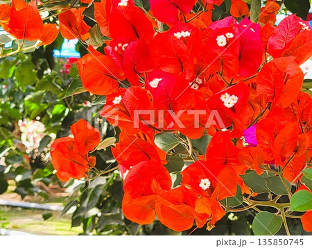 ブーゲンビリアの花　素材　背景 135850745