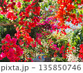 ブーゲンビリアの花　素材　背景 135850746