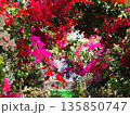 ブーゲンビリアの花　素材　背景 135850747