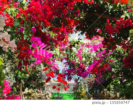ブーゲンビリアの花　素材　背景 135850747