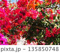 ブーゲンビリアの花　素材　背景 135850748