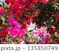 ブーゲンビリアの花　素材　背景 135850749