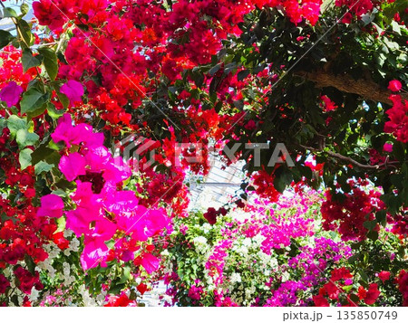 ブーゲンビリアの花　素材　背景 135850749