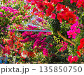 ブーゲンビリアの花　素材　背景 135850750