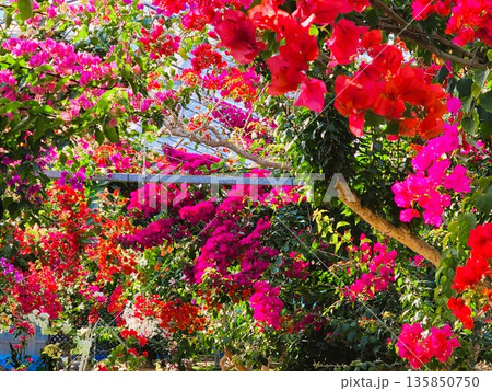 ブーゲンビリアの花　素材　背景 135850750