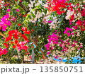 ブーゲンビリアの花　素材　背景 135850751