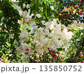 ブーゲンビリアの花　素材　背景 135850752
