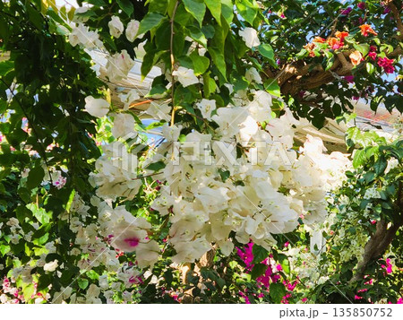 ブーゲンビリアの花 素材 背景 ブーゲンビリアの花 素材 背景 135850752