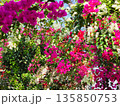 ブーゲンビリアの花　素材　背景 135850753