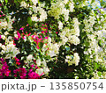 ブーゲンビリアの花　素材　背景 135850754