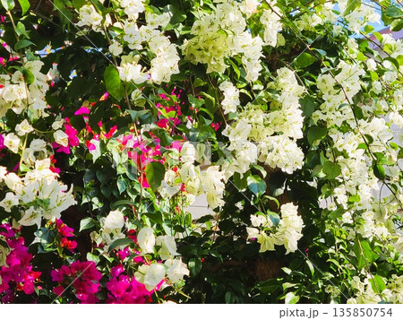 ブーゲンビリアの花 素材 背景 ブーゲンビリアの花 素材 背景 135850754