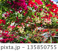 ブーゲンビリアの花　素材　背景 135850755