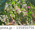ブーゲンビリアの花　素材　背景 135850756