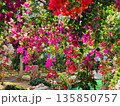 ブーゲンビリアの花　素材　背景 135850757
