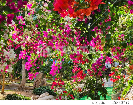 ブーゲンビリアの花 素材 背景 ブーゲンビリアの花 素材 背景 135850757