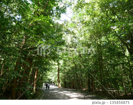 伊勢神宮の木々に囲まれた参道 135850875