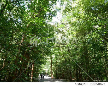 緑いっぱいの伊勢神宮参道 135850876