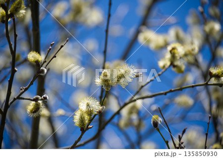 A close-up showcases the fluffy catkins of a pussy willow blooming against a bright blue sky. 135850930