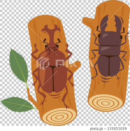 Rhinoceros beetle and stag beetle 135851039