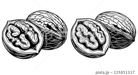 Black and white illustration of walnuts, whole and halved, detailed shell texture, organic lines 135851317