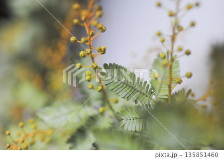 みもざ　ミモザ　アカシア　花　春　季節　自然　アップ 135851460