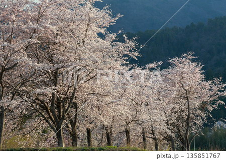 山々に映える淡いピンクの桜並木 135851767