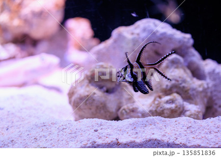 水中を泳ぐ熱帯魚、プテラポゴン・カウデルニィ（バンガイカーディナルフィッシュ） 135851836