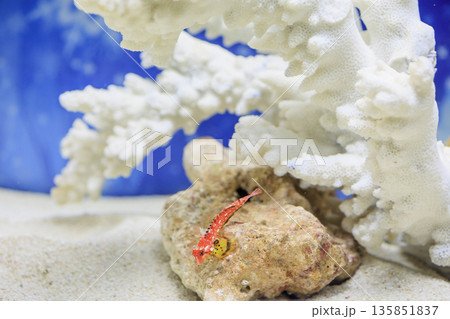 ルビーレッドドラゴネット（水族館のサンゴ水槽で泳ぐ熱帯魚） 135851837