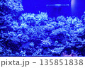 水中に広がる枝サンゴと青い海の世界 水中に広がる枝サンゴと青い海の世界 135851838