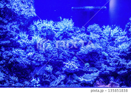 水中に広がる枝サンゴと青い海の世界 水中に広がる枝サンゴと青い海の世界 135851838