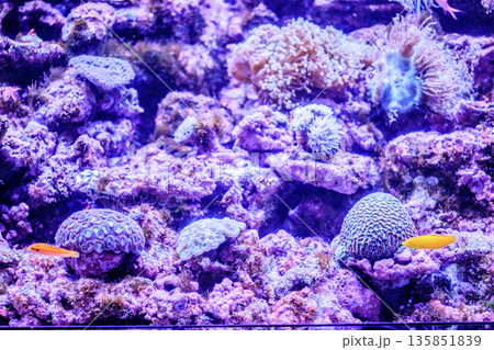 紫色のライトに照らされる水中の枝サンゴ 紫色のライトに照らされる水中の枝サンゴ 135851839