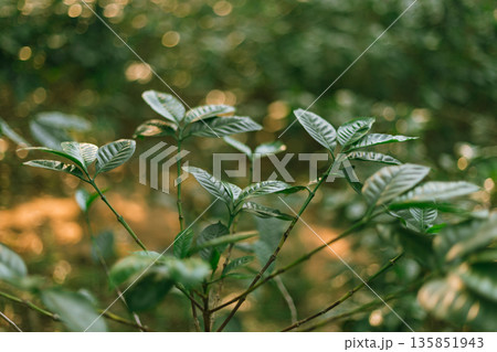 Coffee tree in coffee plantation in agriculture farm Coffee tree in coffee plantation in agriculture farm 135851943