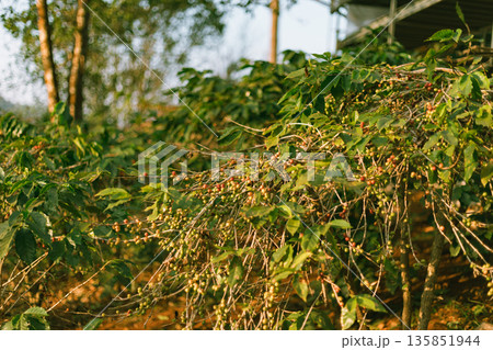 Coffee tree in coffee plantation in agriculture farm 135851944