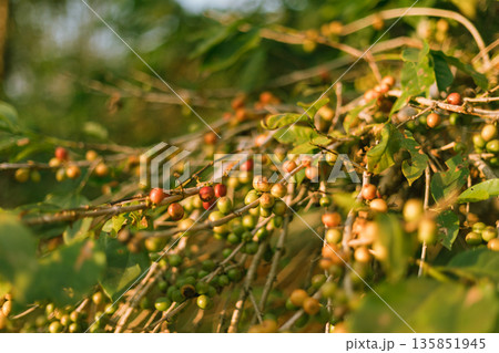 Coffee tree in coffee plantation in agriculture farm 135851945