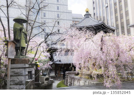 京都 六角堂(頂法寺)、親鸞上人像、満開の枝垂れ桜 京都 六角堂(頂法寺)、親鸞上人像、満開の枝垂れ桜 135852045
