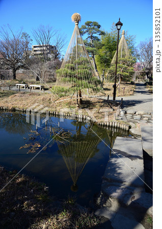雪吊り、向島百花園にて 雪吊り、向島百花園にて 135852101