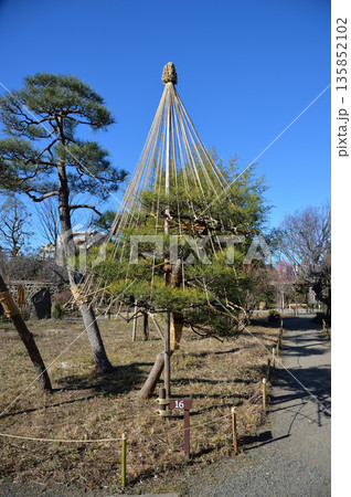 雪吊り、向島百花園にて 135852102