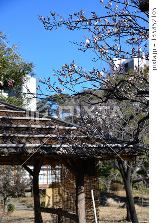 咲き始めの梅の花、向島百花園にて 咲き始めの梅の花、向島百花園にて 135852105