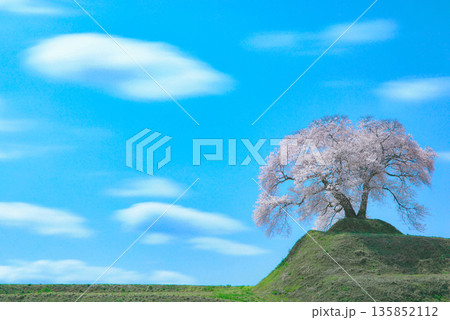 青空と雲としだれ桜　平堂壇の桜 135852112