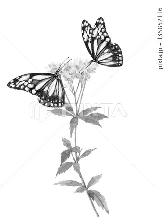 水彩で描いた蝶が花の蜜を吸っているモノトーンイラスト素材【手描き】白バック コピースペース 透過背景 水彩で描いた蝶が花の蜜を吸っているモノトーンイラスト素材【手描き】白バック コピースペース 透過背景 135852116