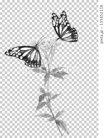 水彩で描いた蝶が花の蜜を吸っているモノトーンイラスト素材【手描き】白バック コピースペース 透過背景 水彩で描いた蝶が花の蜜を吸っているモノトーンイラスト素材【手描き】白バック コピースペース 透過背景 135852116