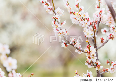 春の訪れを告げる梅の花 春の訪れを告げる梅の花 135852122