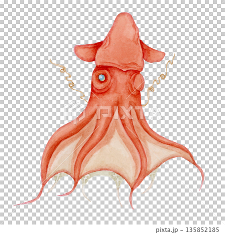 コウモリダコ 深海生物 水彩 イラスト コウモリダコ 深海生物 水彩 イラスト 135852185