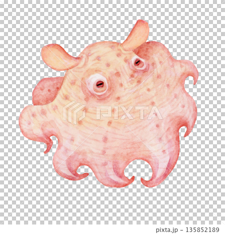 章魚，深海生物，水彩插圖 135852189