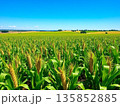 広大なとうもろこし畑 135852885